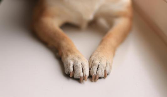 ¿Por qué es tan importante cuidar las uñas de tu mascota? Descúbrelo aquí 🐾✂️