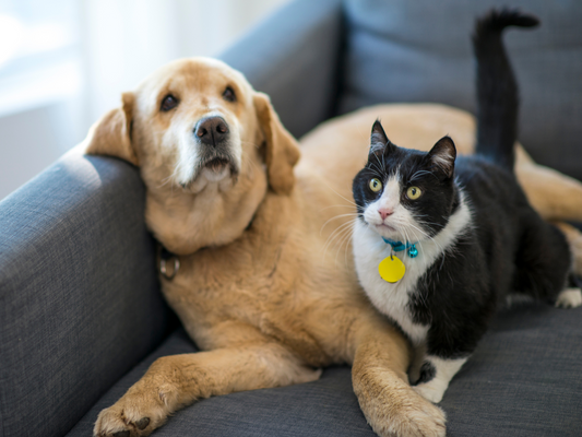 🐾 ¿Cómo Detectar si tu Mascota Está Estresada? (Y Qué Hacer al Respecto)