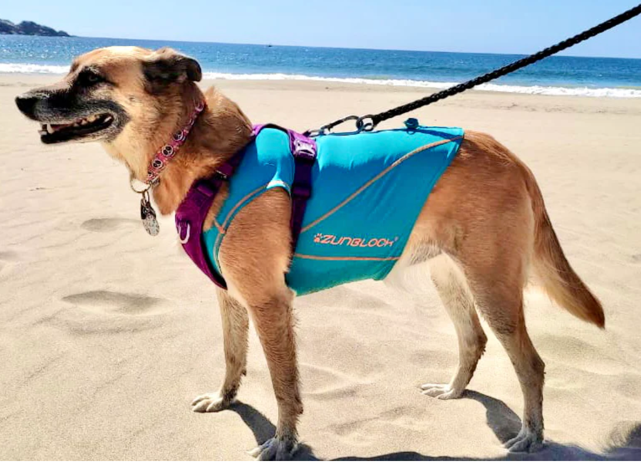 Capa para Perros con Filtro Solar 🐶