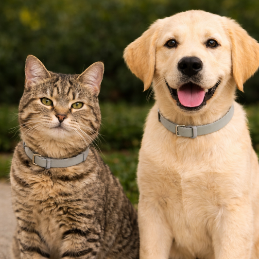 Collar Protector para Perros y Gatos